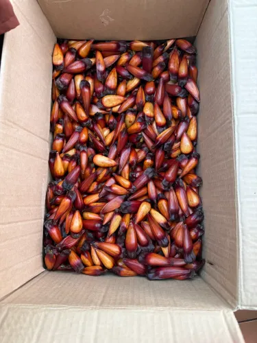 venda pinhão 12$ o kg , fresco e bem conservado limpos