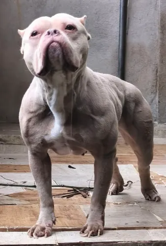 Linda fêmea pocket American bully
