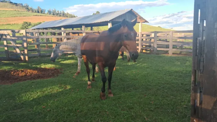 Vendo cavalo muito bom de rede e manso