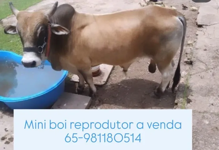 Mini boi reprodutor