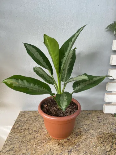 Venda de Plantas a partir de R$ 5,00