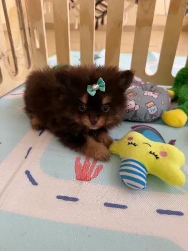 Lulu Pomerania machinhos