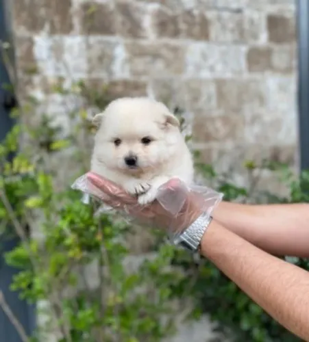 Lulu da pomerania bolinha que anda