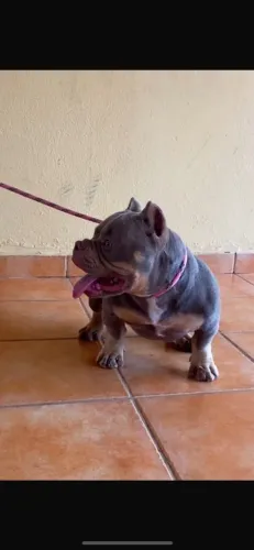 American Bully