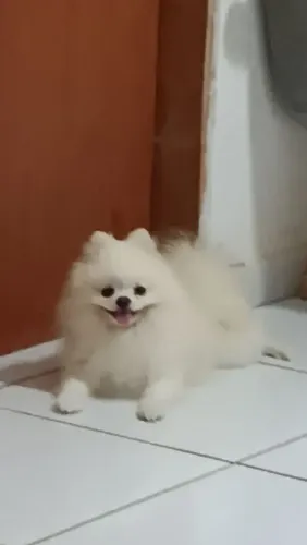 Cachorro Spitz alemão 