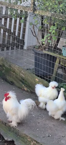 Galo de sedoso do Japão