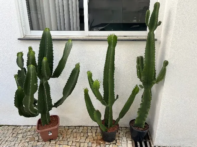 Plantas de Cactus (mandacaru)