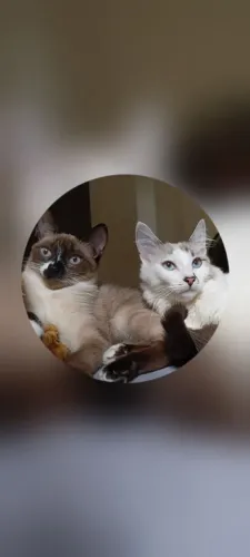 ? Doação de gatinhas 