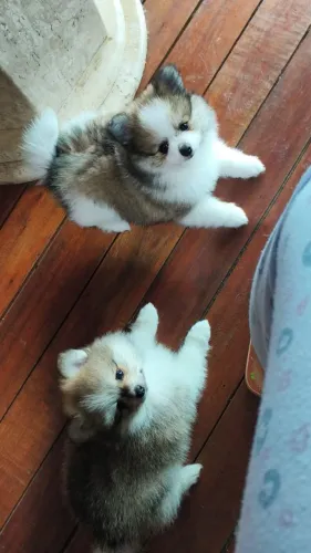 Filhotes de Spitz alemão