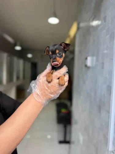 Filhote de Pinscher - Pequeno, Esperto e Super Amoroso