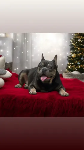 Bulldog frances para cruza
