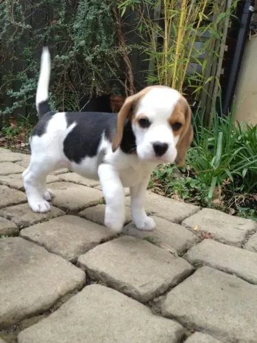 Beagle Comece uma nova história com um companheiro fiel