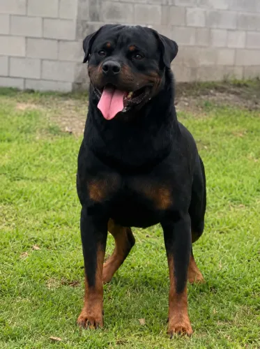 Rottweiler pra cobertura 