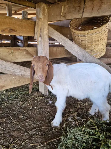 Macho boer