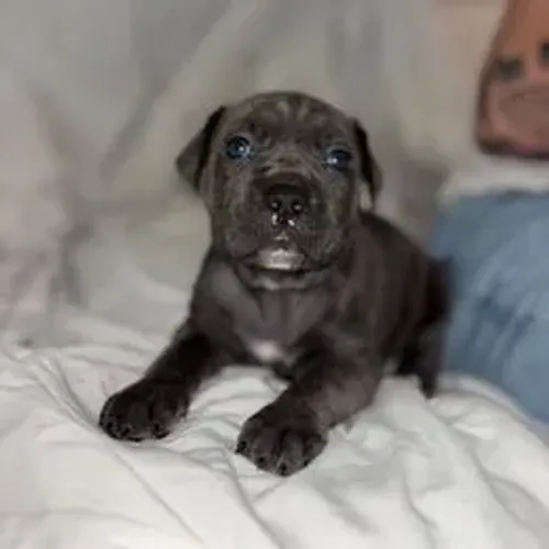 Cane Corso Filhote Disponível Entrega Facilitada