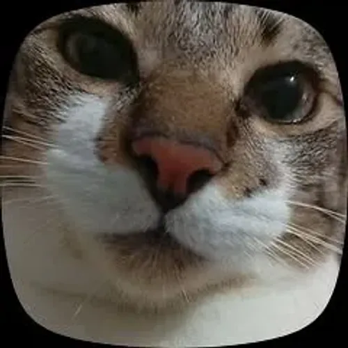 Doação Gato, Entrego dependendo do lugar 