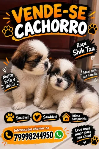 Vende-se Shitzu filhote