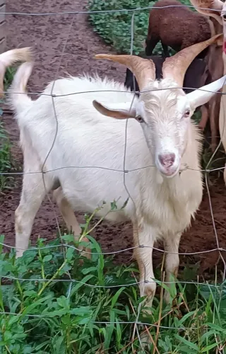 Casal de caprino 