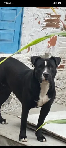Tô com essa cachorra é acostumada com criança qualquer criança valor 400