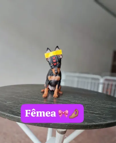 Pinscher Filhote Cheio de Charme