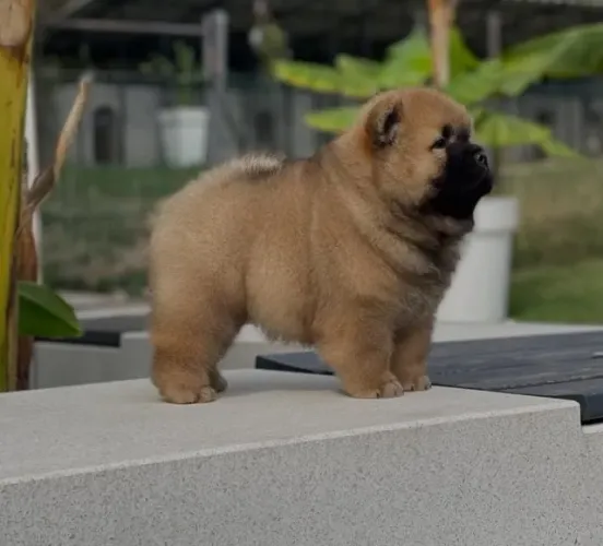 Filhotes de Chow Chow  |Um coração leal esperando por você.
