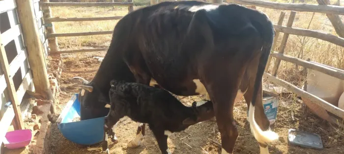 Vaca de leite