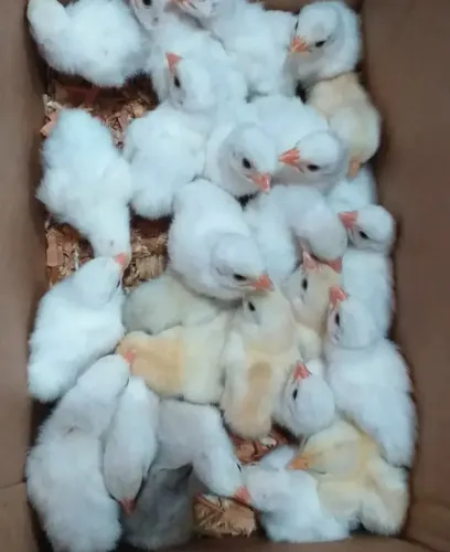 Pintos de capote branco 