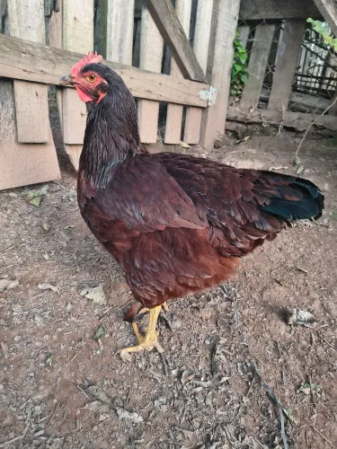 Rhode Island red