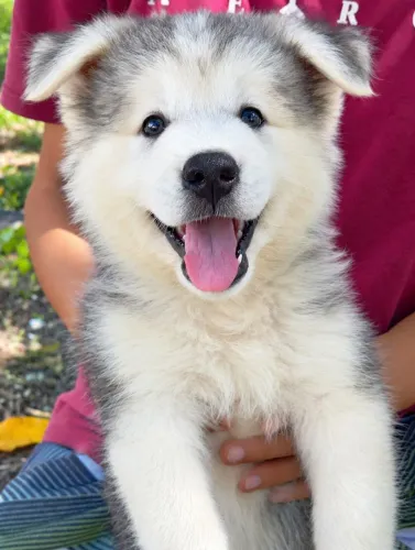 Husky Siberiano - filhotes machos