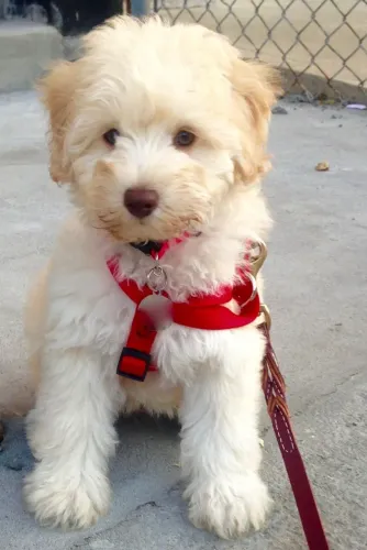 Filhotes de Poodle Disponíveis - Conheça Seu Novo Melhor Amigo