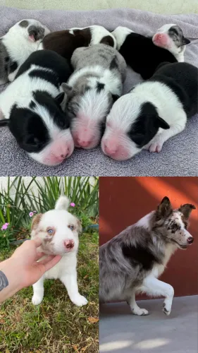 Border Collie Pedigree CBKC
