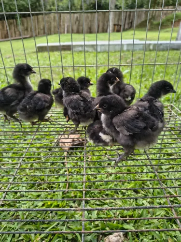 Pintinhos Gigante Negro de Jersey
