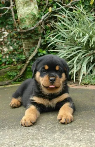 Rottweiler Difícil resistir ao charme dessa raça