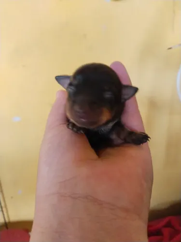 Vende se pinscher