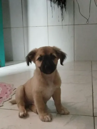 Cachorro filhote