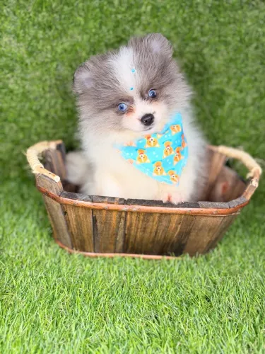 Spitz alemão anão exótico