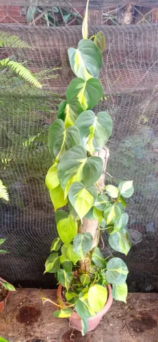 Philodendron jibóia 