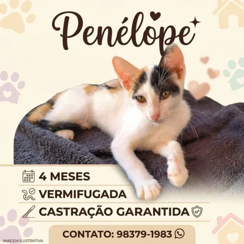 Adoção responsável
