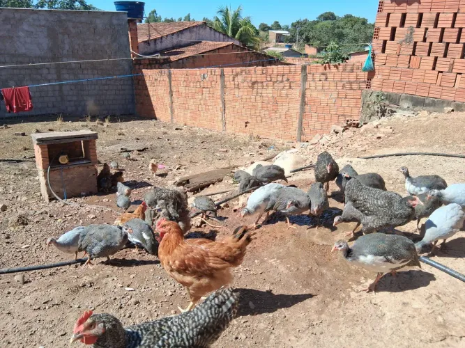 Frangos e galinha de angola