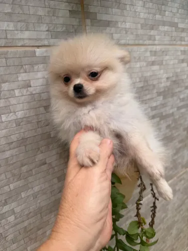 Spitz alemão anao