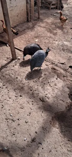Galinhas da angola