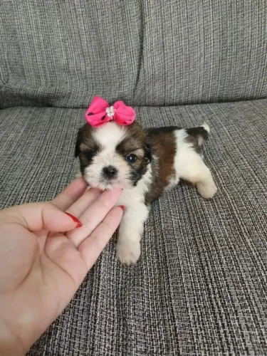 Shihtzu Fêmea micro