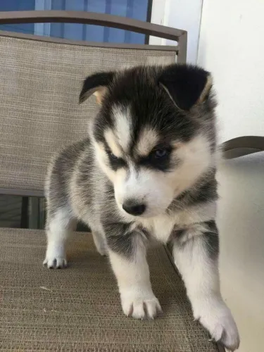 Husky siberiano Seu novo xodó para este inverno