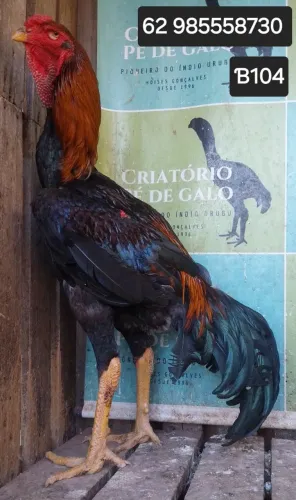 ÍNDIO GIGANTE