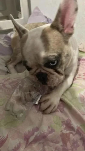Bulldog francês
