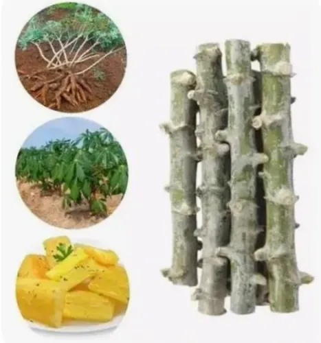Vendo caixas de ramas de mandioca amarela (de mesa)