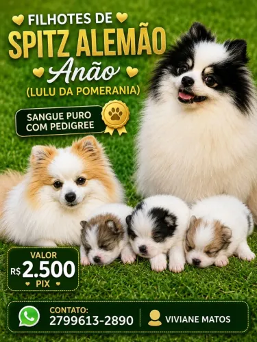 Spitz alemão anão machos ( Lulu da pomerania) com pedigree sangue puro!