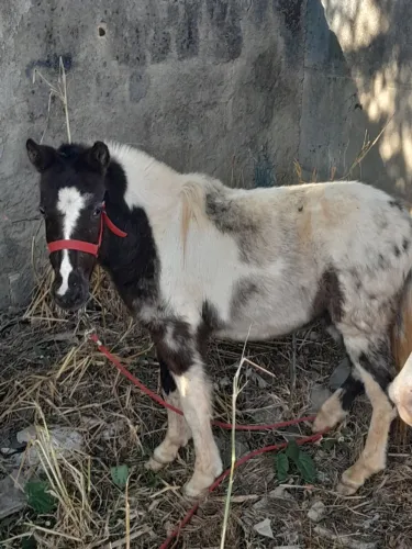 Ponei mini pampa