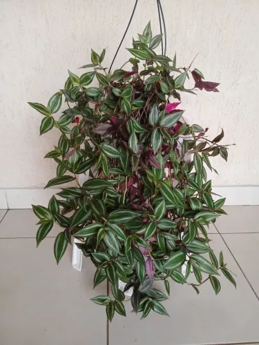 Linda Planta Pendente Tradescantia Roxa. 