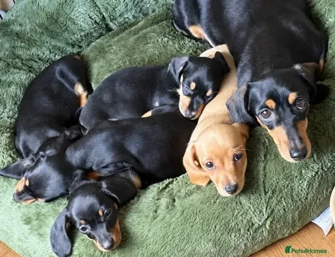 Filhotes Teckel/Dachshund/Salsicha/Salsichinha/Basset/Cofap espertos e fofos